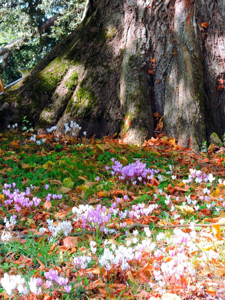 De superbes Cyclamens aux pieds de nos majestueux arbres centenaires !